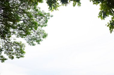 Yeşil yapraklar ve dalları olan tropikal ağaç yaprakları. Boşluğu kopyala