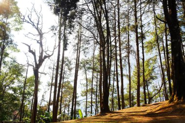 Tepedeki güzel çam ormanı ve doğal güneş ışığında mavi gökyüzü olan dağ.