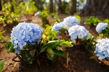 Çiçek açan mor ve mor ortanca çiçekleri bahçenin yazında doğal güneş ışığında dağın yeşil çimlerinde.