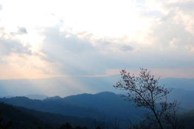 Çiçekler açan Himalaya kiraz çiçekleri, Tayland 'ın Chiangmai eyaletindeki vadi dağ manzaralı tropikal ormanlarda yetişir.