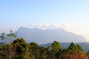 Çiçekler açan Himalaya kiraz çiçekleri tropik ormanlarda yeşil çimlerle kaplı tepede vadi DoiLuang Chiang Dao dağ manzaralı, Tayland 'dan Chiang Mai