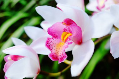 Mavi gökyüzü ile tropikal ormanda açan vahşi beyaz orkide çiçeği.