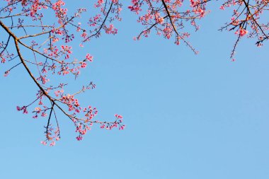 Güneşli bir günde mavi gökyüzü ile çiçek açan Himalaya kiraz çiçeklerinin Macro fotoğrafı. Boşluğu kopyala