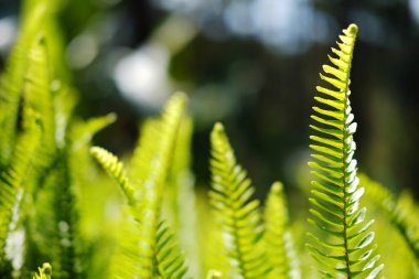 Taze yeşil eğreltiotu yaprakları tropikal ormanlarda bitki çayırı ve güneşli günlerin arka planında güneş ışığı. Boşluğu kopyala