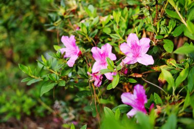 Çiçek açan taze pembe Azalea çiçekleri bahçedeki doğal güneş ışığı çayırları.