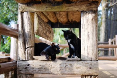 Sevimli tekir çift kedi yavrusu Asya 'nın kırsal kesimlerinde terasta tahta masanın altında oturuyor ve uyuyor.