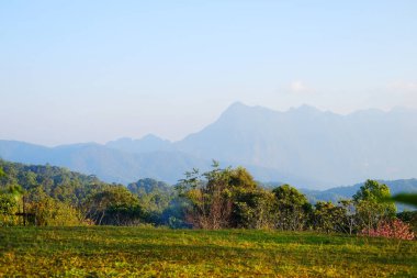 Tayland 'ın Chiangmai şehrinde Doi Luang Chiangdao dağının bulutlu ve mavi gökyüzü manzaralı doğal güneş ışığıyla ilkbahar ormanlarında taze yeşil çimenler. Boşluğu kopyala