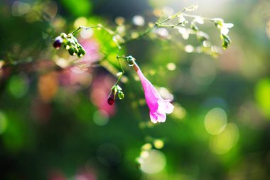 Çiçek açan pembe Çin yağmur çanı ya da Strobilanthes Hamiltoniana çiçeği bahçede güneşli bir günün doğal ışığında