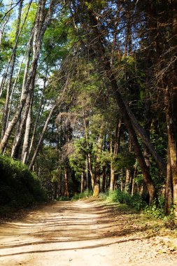 Çam ormanındaki güzel güneş ışığı. Yürüme yolu kirli ve kuyruğu dağda güneş ışığı altında.