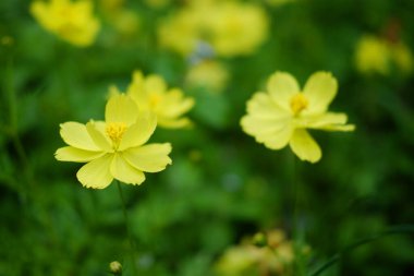 Kapatın çiçek açan sarı kozmos çiçek tarlası çimen tarlasında ve bahçedeki güneş ışığı