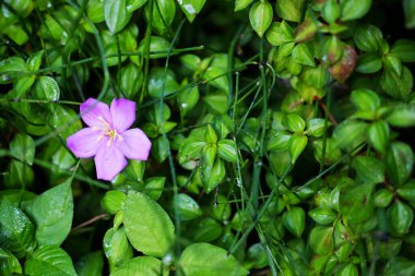 Çiçek açan taze mor melastoma afin çiçekleri tropik orman arka planının doğal güneş ışığı altında yeşil bahçede dallanır. Boşluğu kopyala