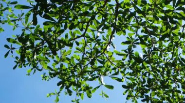 Dalların hareketli silueti güneş ışığında mavi gökyüzüne karşı bitki diker