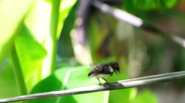 Küçük Avrasya ağaç serçesi bir telin üzerine tünemiş ve anne kuşla mutlu bir şekilde beslenecek yiyecek ve tropikal bahçenin doğal güneş ışığı altında ağaçta özgürlük buluyor.