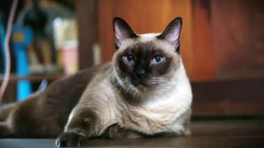 Siyam kedisi, güneş ışığıyla sıcak bir evin ahşap zemininde dinleniyor.