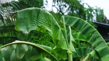 Şiddetli rüzgarlar ve yağmur fırtınaları tropikal ormanlarda muz yaprağını savurur.