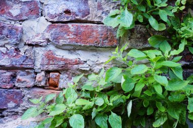 Eski ve kirli tuğla duvar dokusu ve arka planı olan bir bitki.