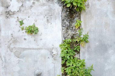 Yeşil sarmaşık ve sarmaşık doğal güneş ışığıyla kaplı grunge beton duvarda.