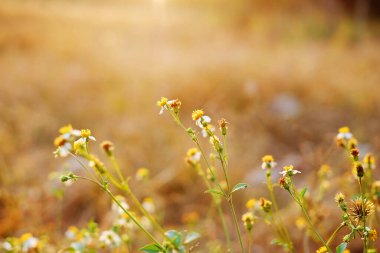 Gün batımında çayırdaki güzel cam çiçek tarlası yabani çiçeklerin üzerinde parlıyor.