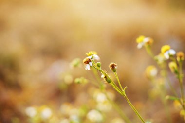 Güzel cam çiçek tarlasını kapat. Gün batımında çayırda. Yaban çiçeğinin üzerinde parlıyor.