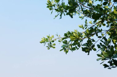 Taze yeşil ağaç dalları mavi gökyüzüne yayıldı