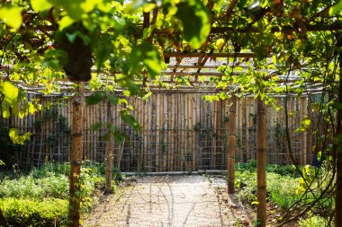 Doğal güneş ışığında tropikal bahçe bitkilerine tırmanmak için güzel çatı pervazı.