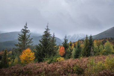 Dağlarda parlak renkli sonbahar ağaçları.