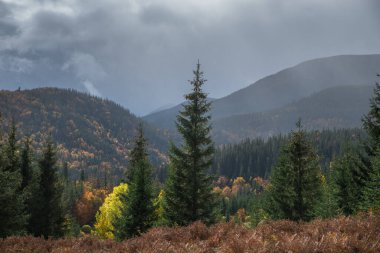 Dağlarda parlak renkli sonbahar ağaçları.