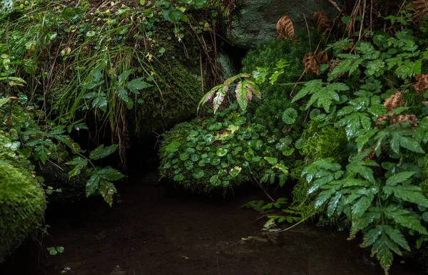 Orman Deresinin Yakınındaki Bitkilerin Islak Yaprakları — Stok fotoğraf