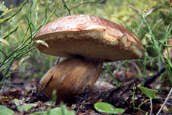 Fungo Bianco Nella Foresta Nell Erba Foglie Secche Cadute Primo — Foto Stock