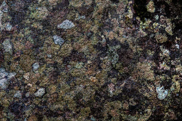 Texture Lichens Multicolores Brillants Sur Des Pierres — Photo