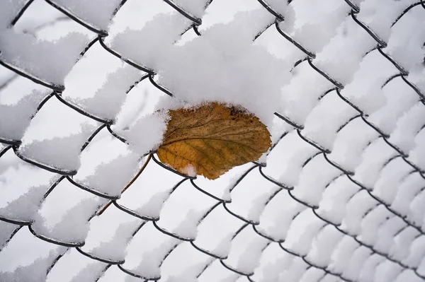 Őszi Sárga Levél Egy Hóval Borított Hálóban Téli Háttér — Stock Fotó