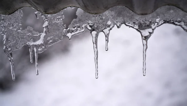 Ледяные Сосульки Свисают Заснеженного Листа Стоковое Фото