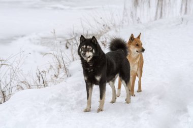 Kışın karda Laika