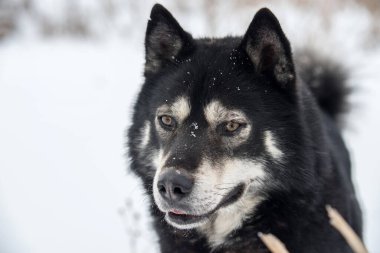 Kışın karda Laika