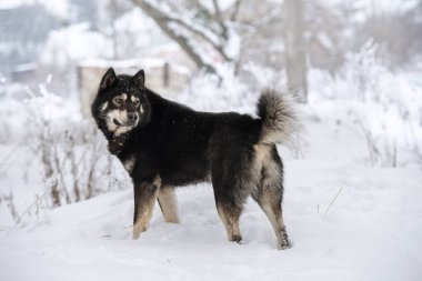 Kışın karda Laika