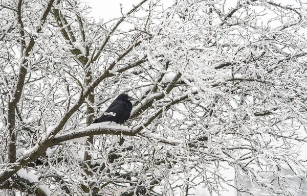 Arbres Couverts Givre Dans Parc Enneigé Hiver Corbeau Noir Sur — Photo