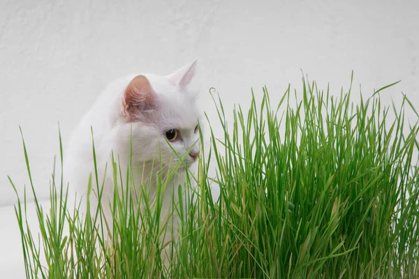 White cat in green grass. Young grass sprouts as a source of vitamins.