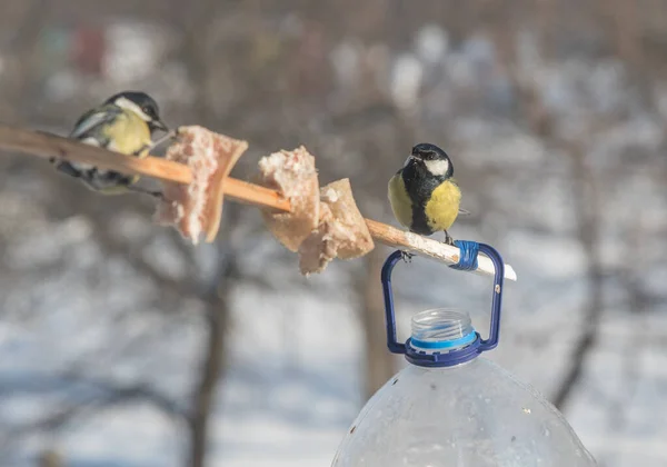 Годування Цицьок Взимку Годівниці Птахів Пластикової Пляшки Ліцензійні Стокові Фото
