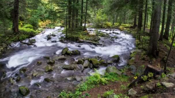 Swift Mountain Stream Green Forest Stones — Stockvideo