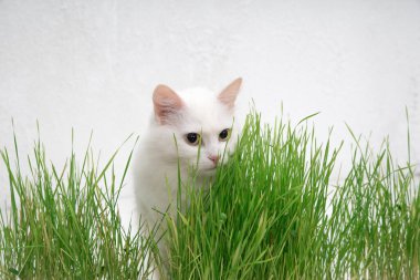 White cat in green grass. Young grass sprouts as a source of vitamins.