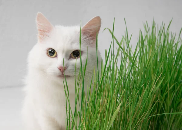 Белая Кошка Зеленой Траве Молодая Трава Растет Источник Витаминов Лицензионные Стоковые Изображения
