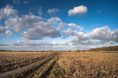 Spring field with last year's yellow grass under bright blue cloudy sky.