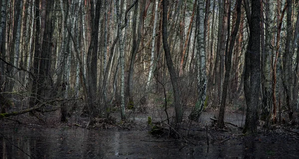 Swamp in the spring forest. Trees in the water after the snow melts.