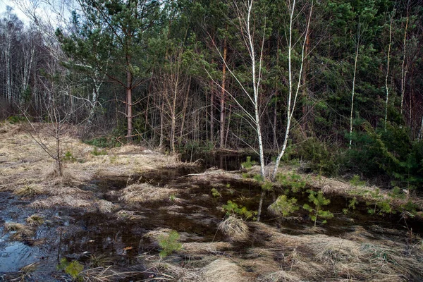 Pântano Floresta Primavera Árvores Água Depois Que Neve Derrete — Fotografia de Stock