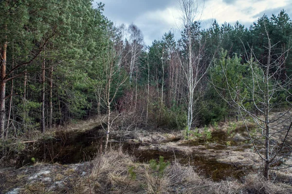 Болото Весеннем Лесу Деревья Воде После Таяния Снега — стоковое фото