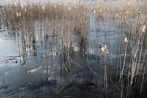 Dry Reeds Thin Ice Spring Lake — Foto Stock