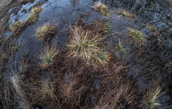 Dry Swamp Grass Water — Stok fotoğraf