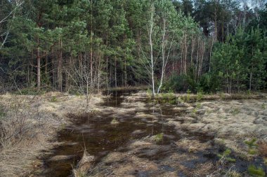 Swamp in the spring forest. Trees in the water after the snow melts.