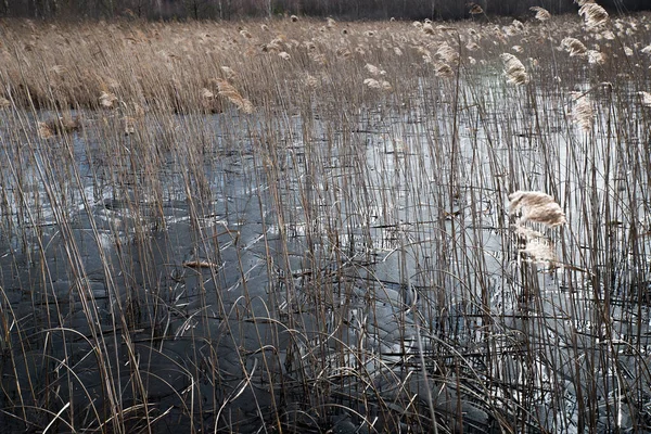 Dry Reeds Thin Ice Spring Lake — Fotografia de Stock