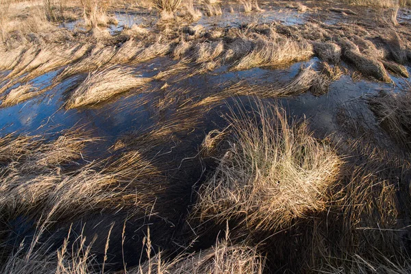 Dry Swamp Grass Water — Stockfoto